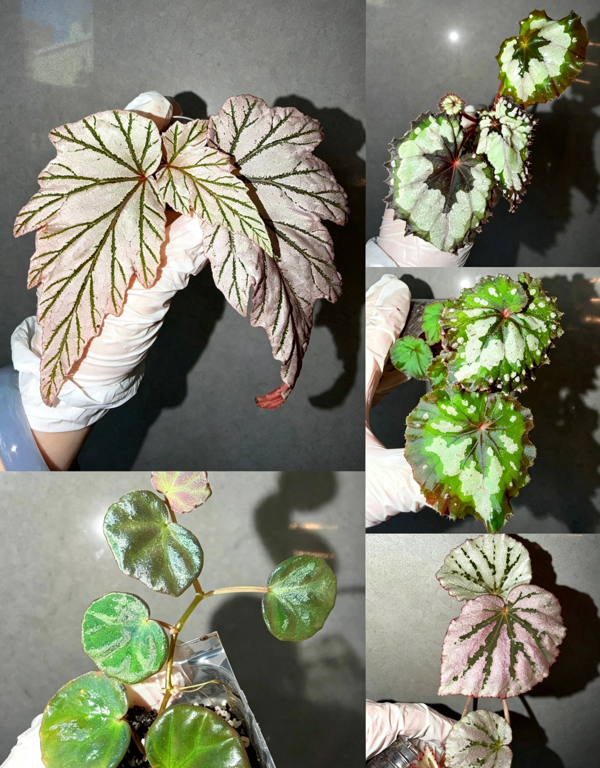 Begonia 5 Combo：Lamoon➕ sp. Sarawak ➕Dolce Vita➕ Carnival➕ Martin Mystery