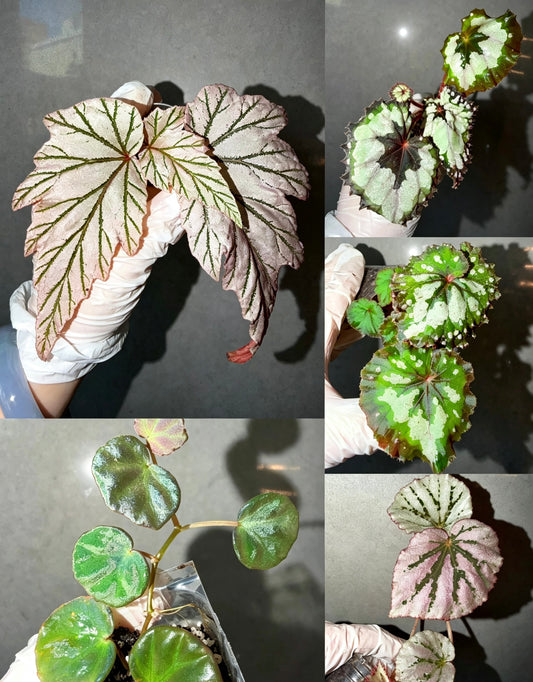 Begonia 5 Combo：Lamoon➕ sp. Sarawak ➕Dolce Vita➕ Carnival➕ Martin Mystery