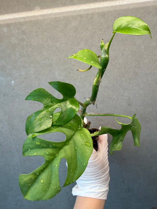 🌿Rhaphidophora tetrasperma