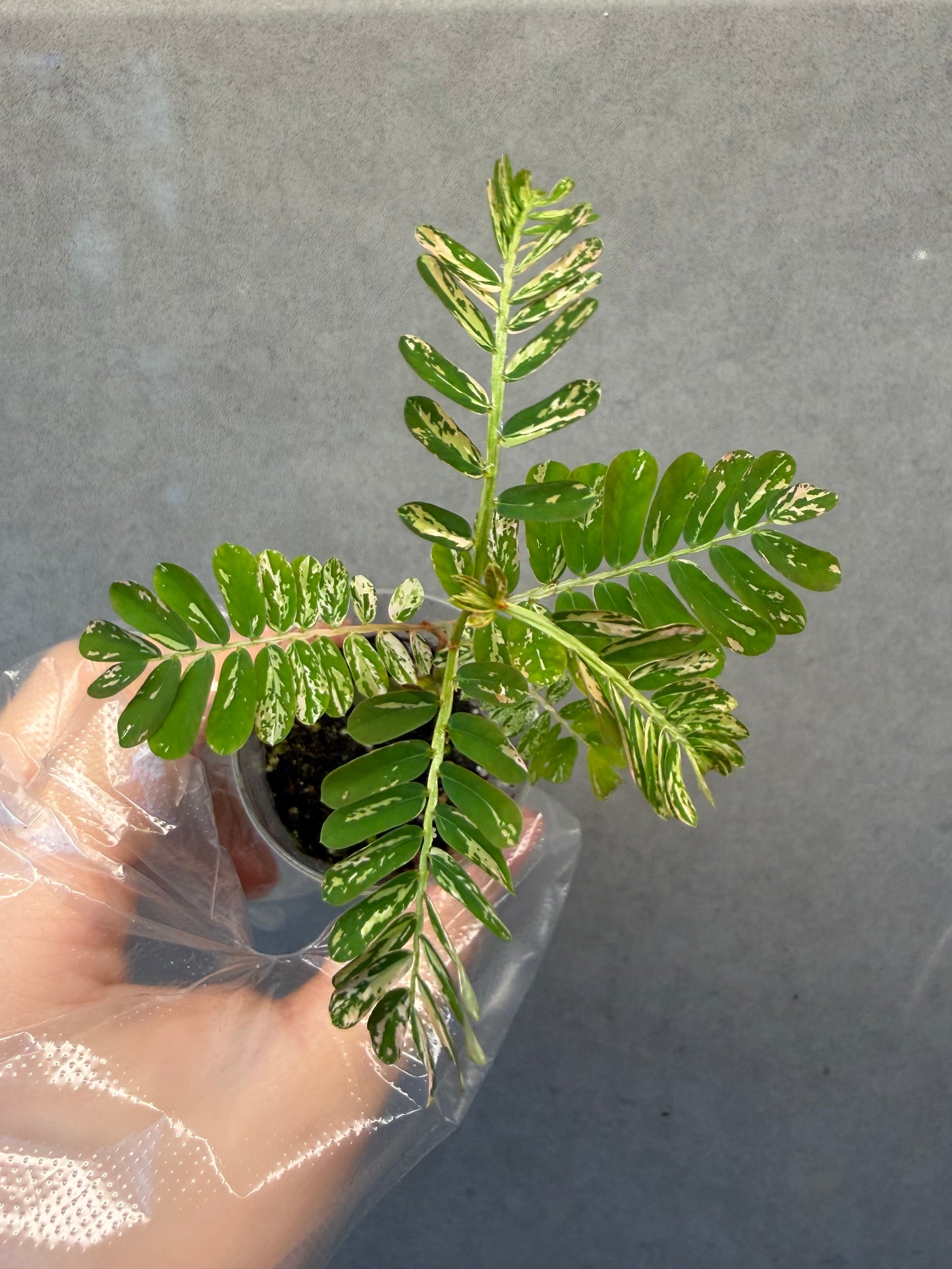 🌸Phyllanthus Urinaria Pink Variegated