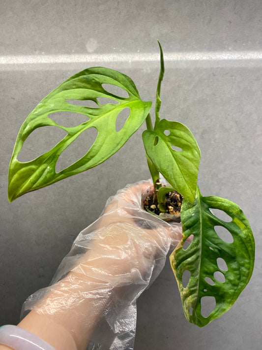 🌿 Monstera adansonii ‘Aurea’