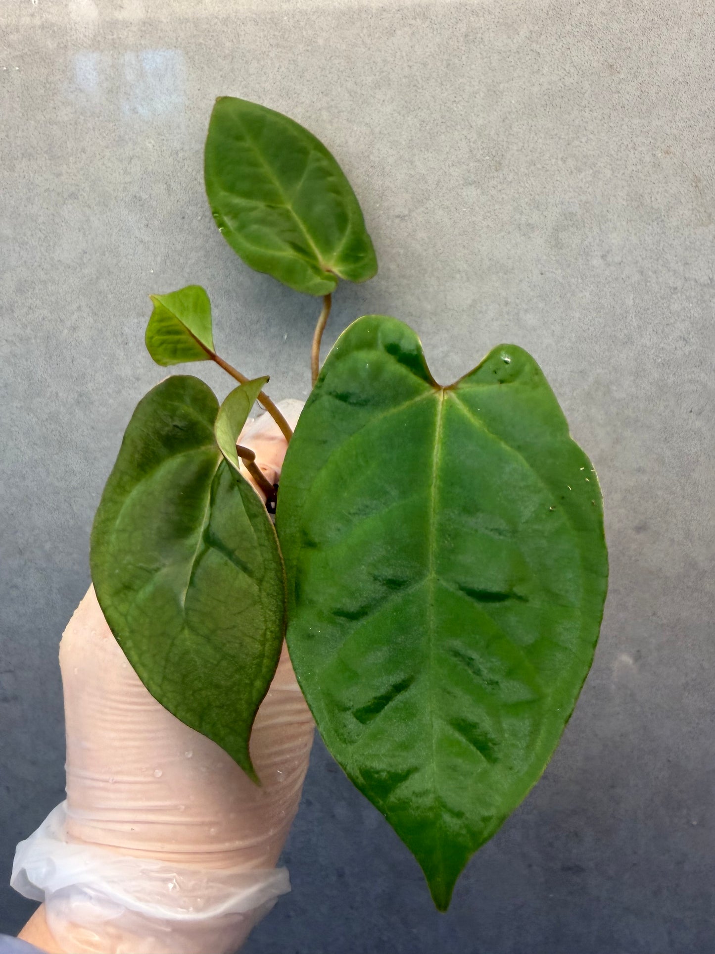 🌿 Anthurium Bvep × red Crystallinum * Kos