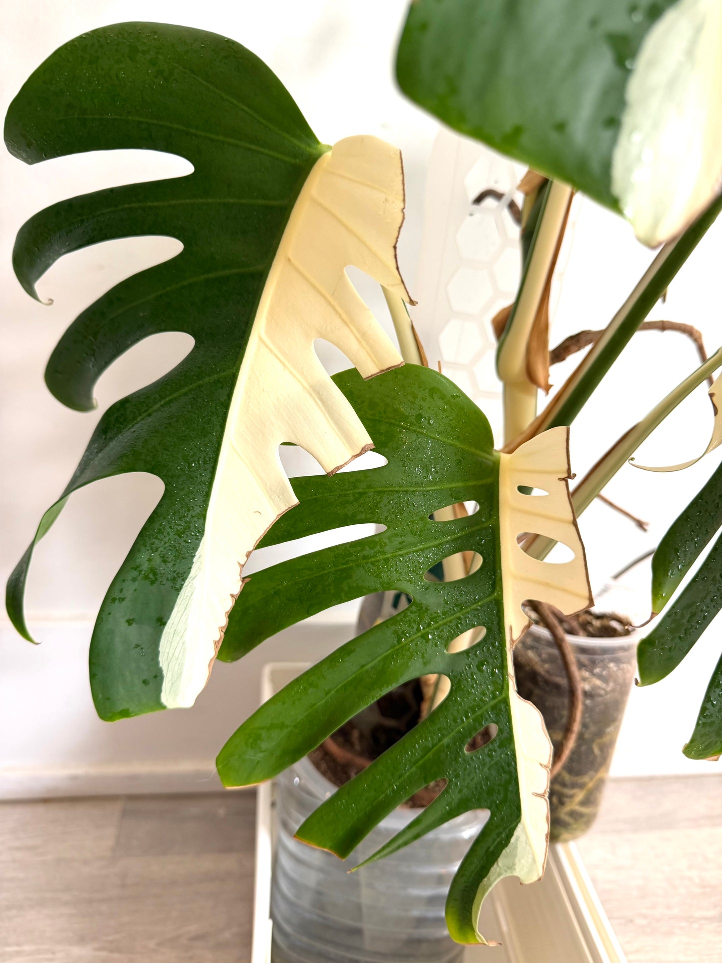 🌿Monstera Half Moon Albo（Only GTA）