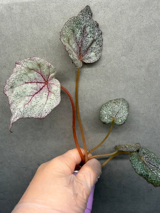 🌿 Begonia 'Margaret'