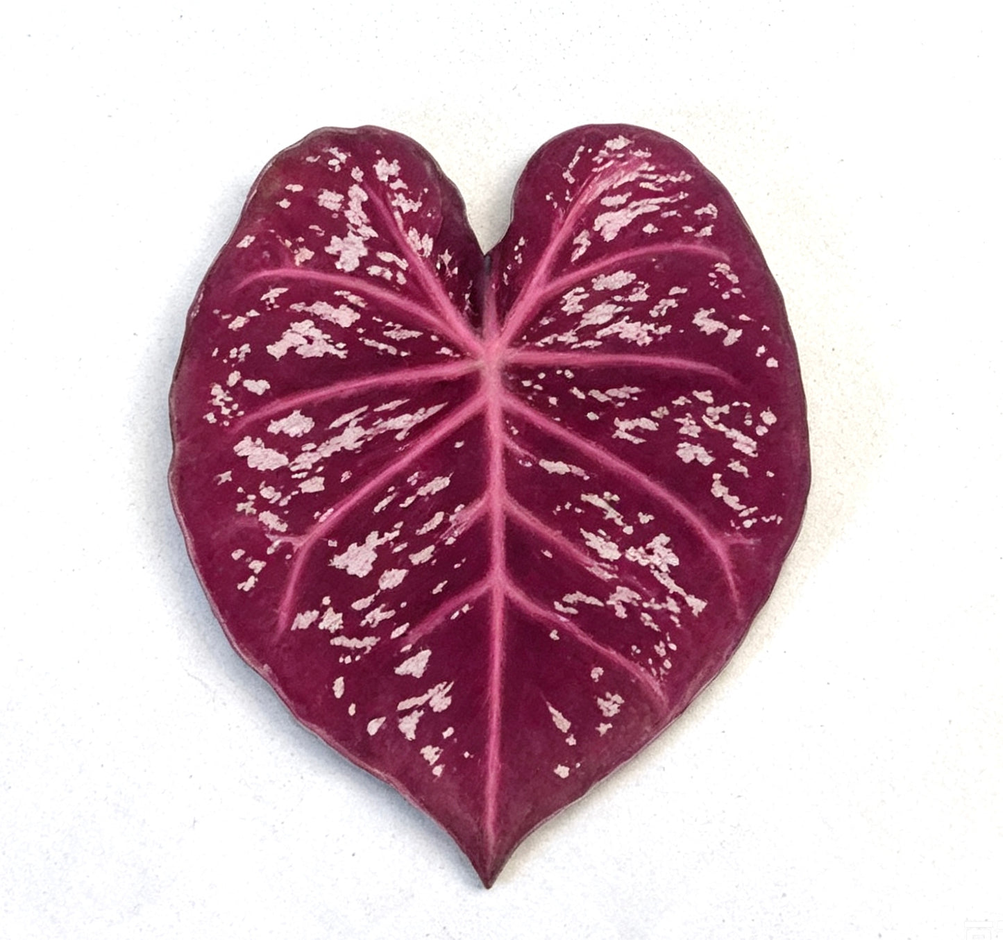 💜Caladium fridge magnet🩷
