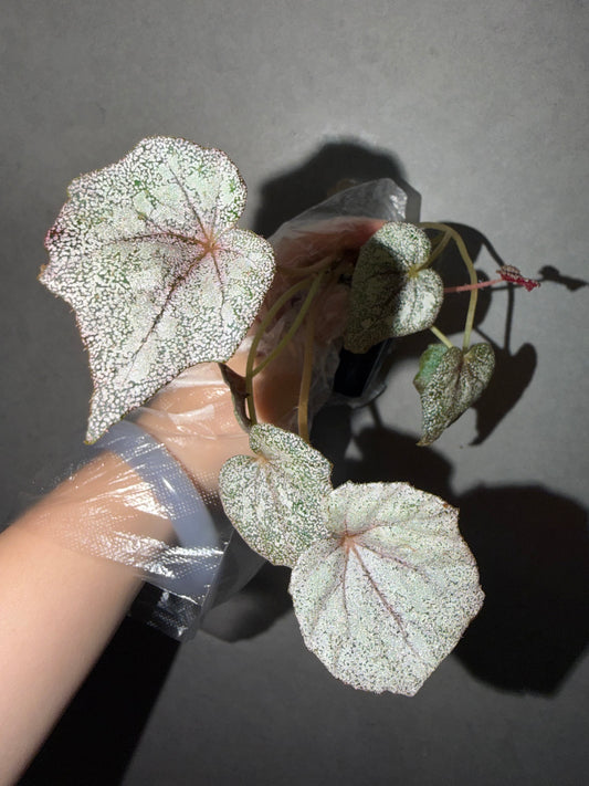 🌟Begonia 'Margaret'