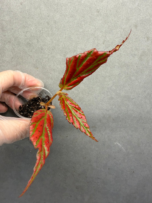 🌿Begonia sp. “Sabah Pink”
