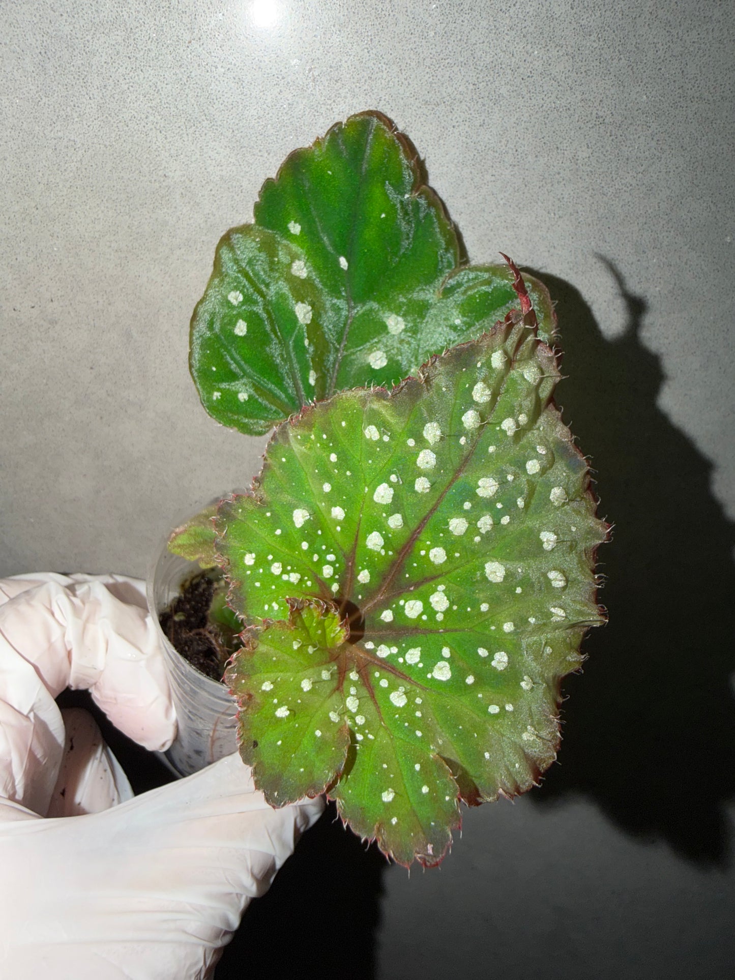 🌿Begonia Ryokuha