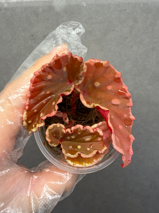 🌿 Begonia darthvaderiana