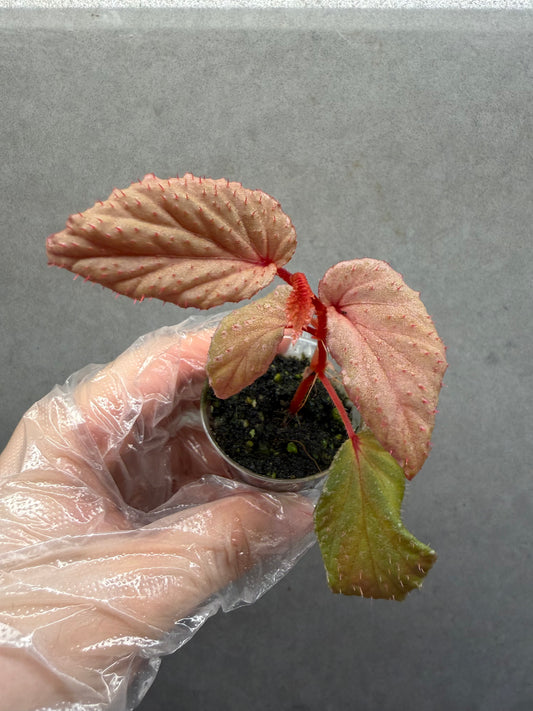 🌿Begonia lamriana ‘Silver’