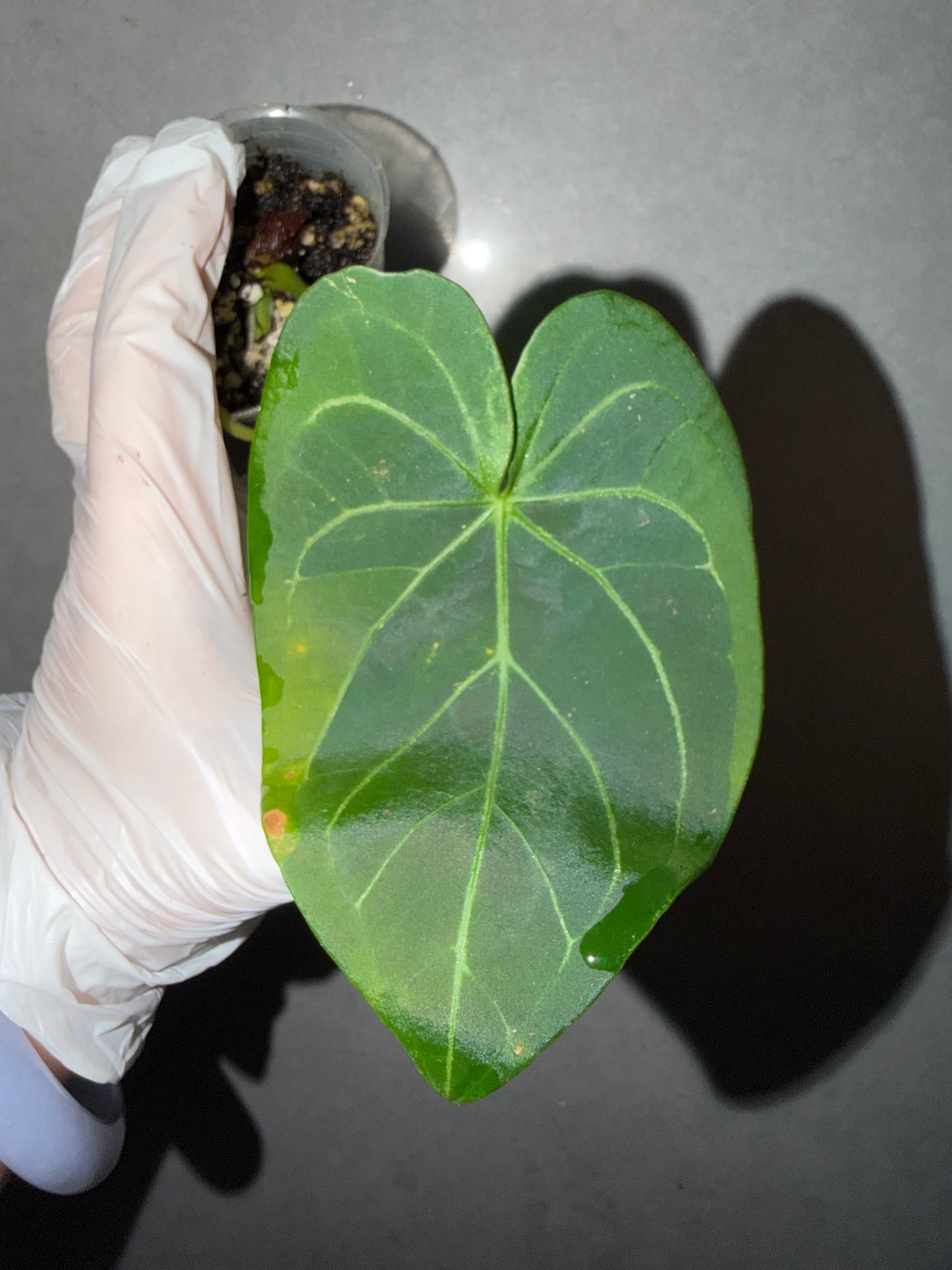 🌿Anthurium Black Crystallinum*Papi
