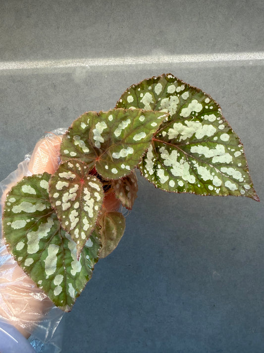 👸Begonia ‘Elizabeth Lahn’