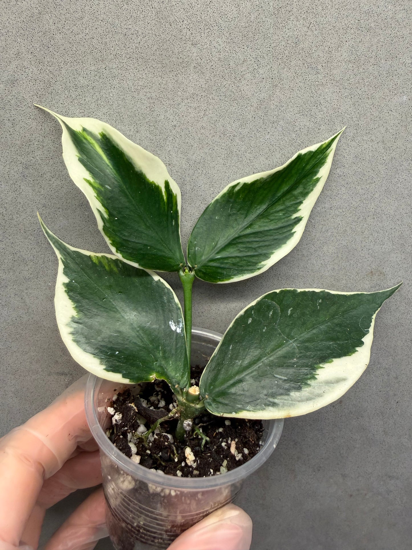 🌿Hoya polyneura albomarginata