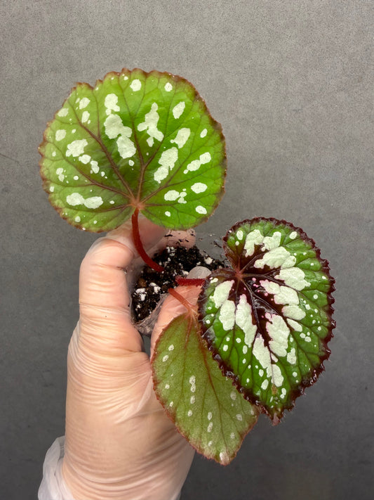 🍵 Begonia ‘Matcha Chocolate’