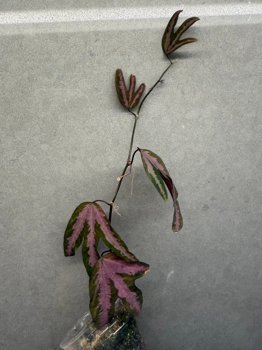 🔮Passiflora trifasciata (Duck Feet Vine)