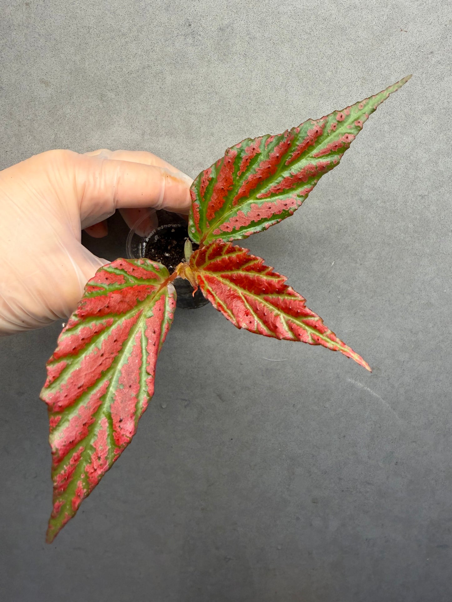 🌿Begonia sp. “Sabah Pink”