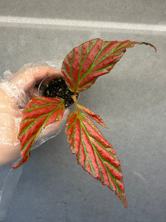 🌿Begonia sp. “Sabah Pink”