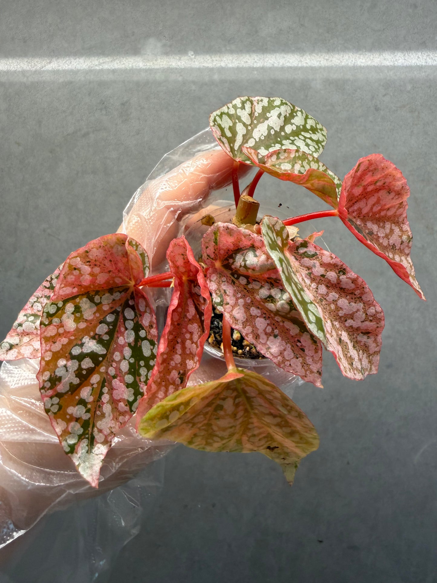 🌿 Begonia 'Snow Cap Pink'