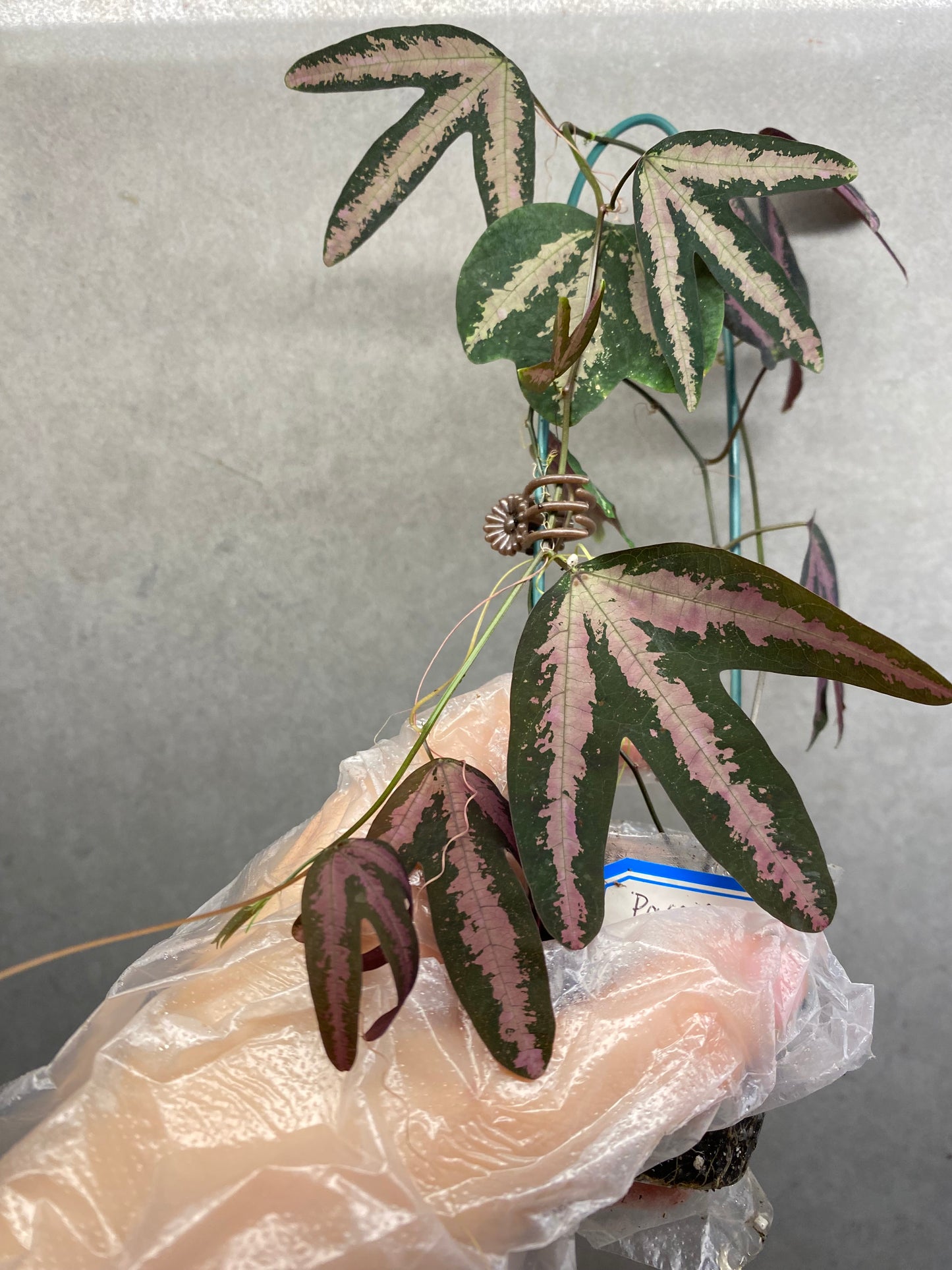 🌿 Passiflora trifasciata 