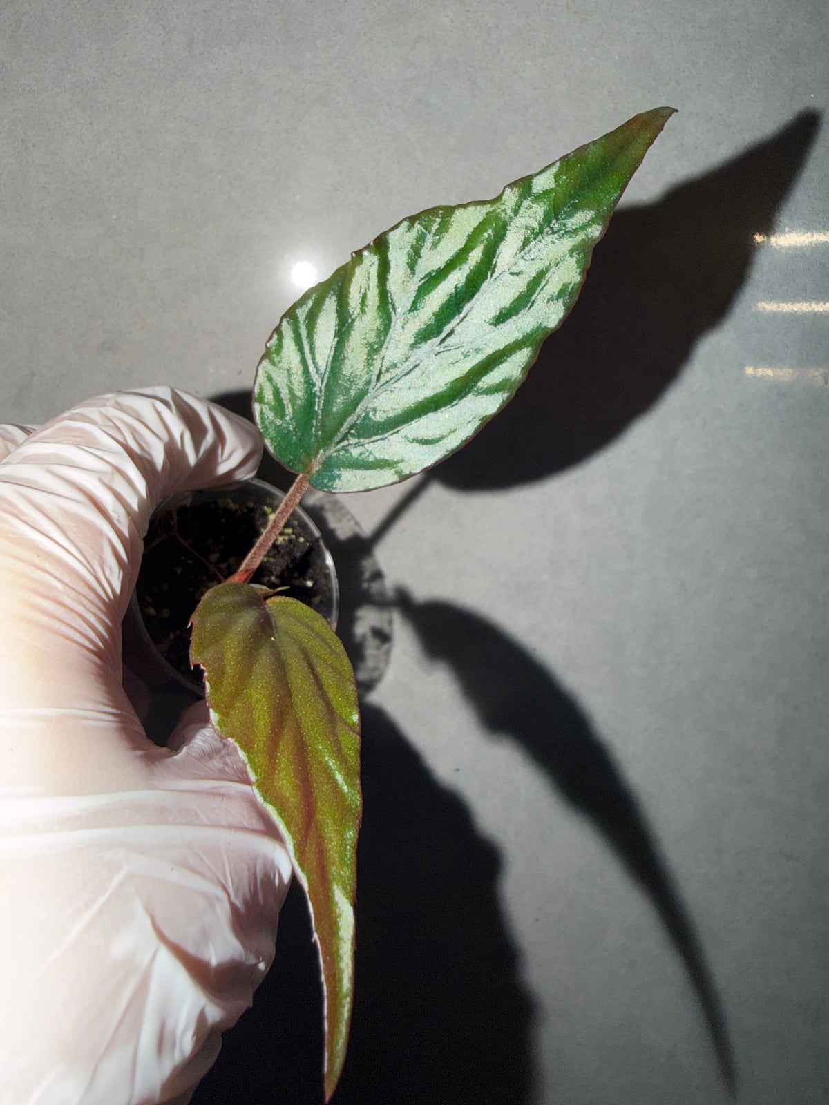 🌿Begonia hatacoa var. rubrifolia（U639）