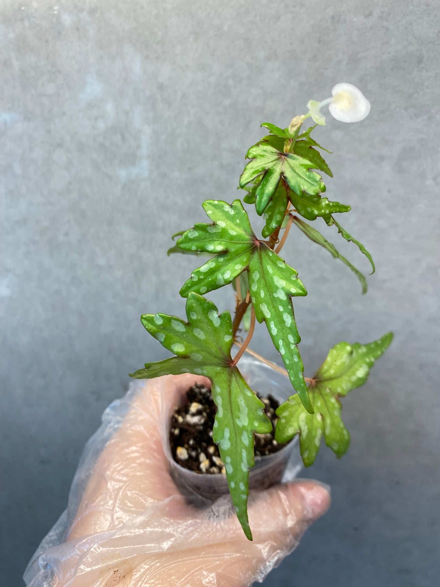 🌿 Begonia dregei
