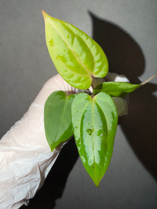 🌿Anthurium Bvep* Red Vein Dark Phoenix