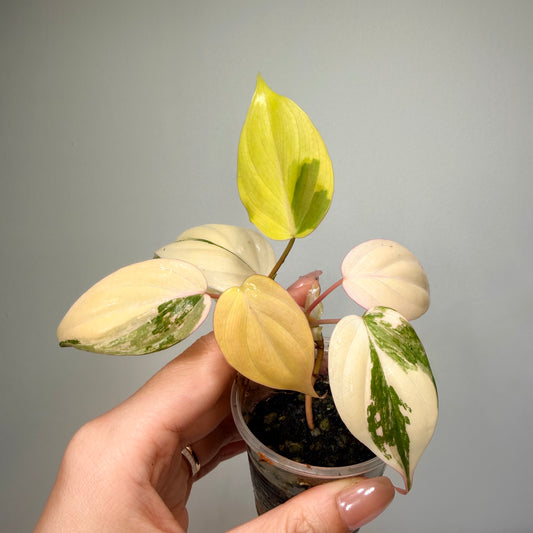 Philodendron Micans Variegated（under strong light will be pink)