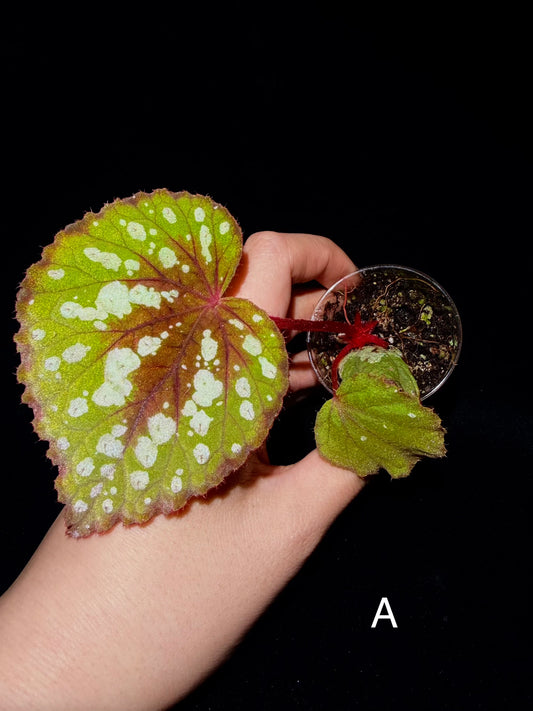 🍵Begonia Matcha Chocolate