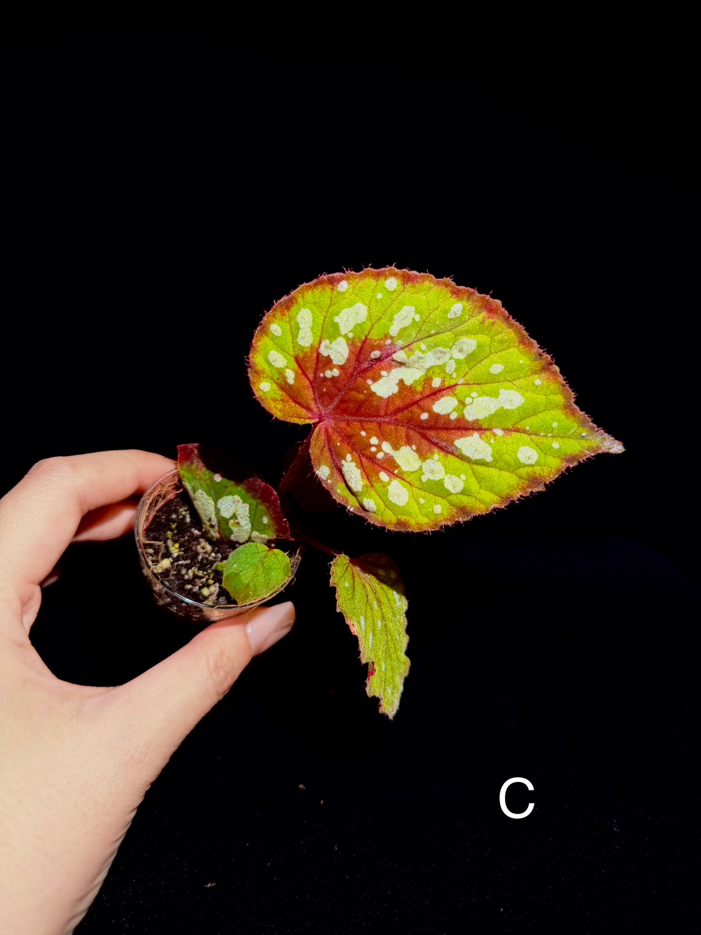 🍵Begonia Matcha Chocolate