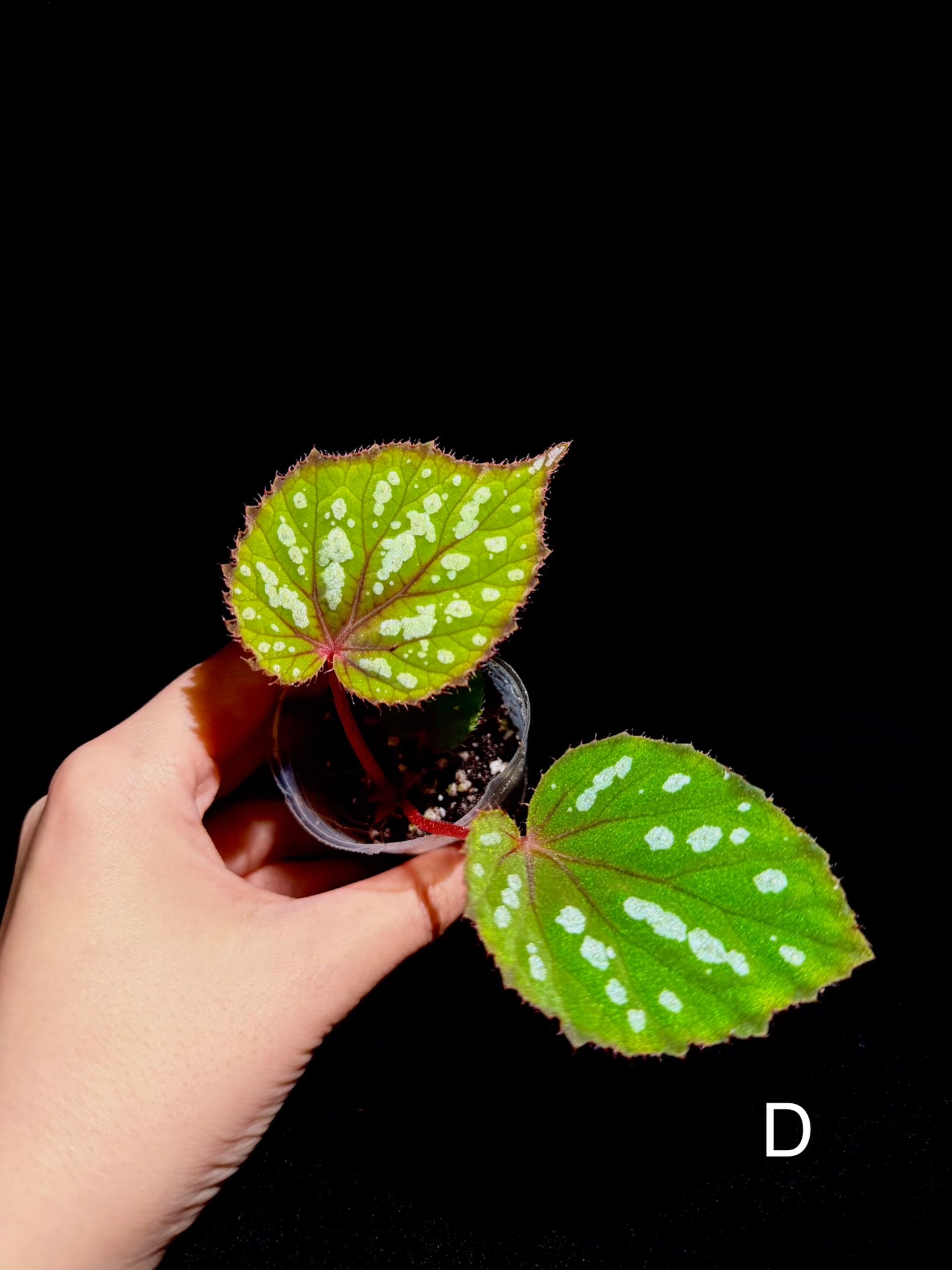 🍵Begonia Matcha Chocolate