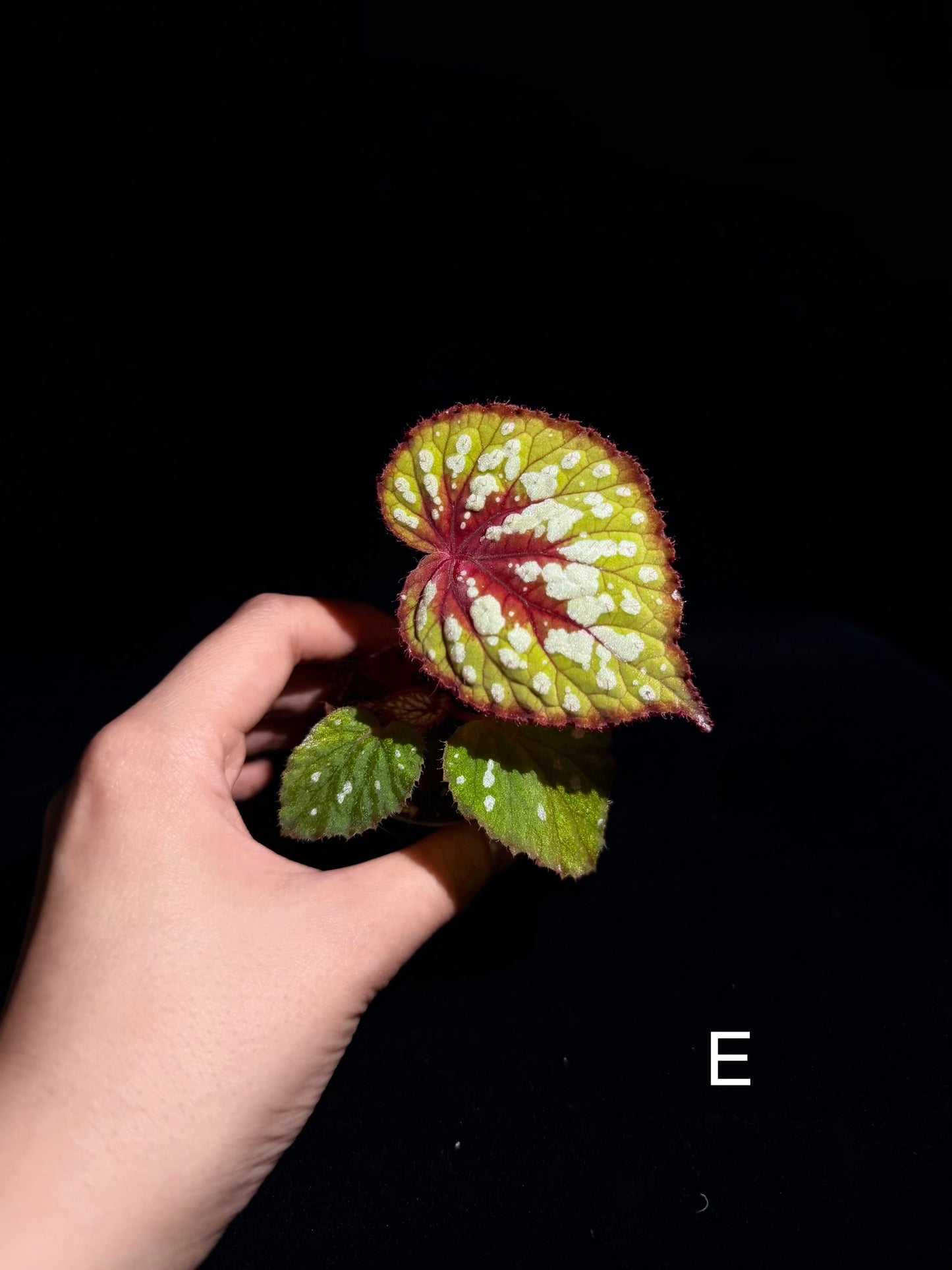 🍵Begonia Matcha Chocolate