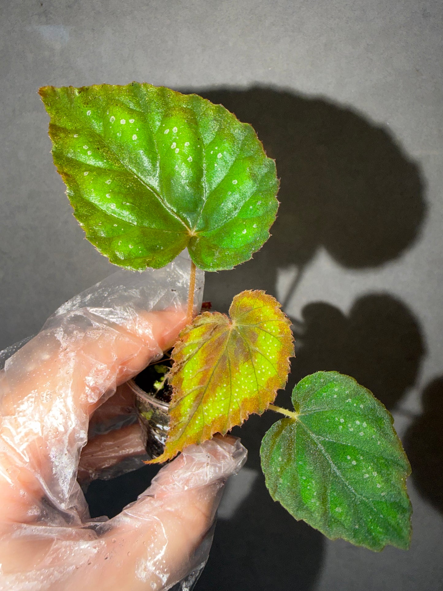 💙 Begonia pavonina hybrid