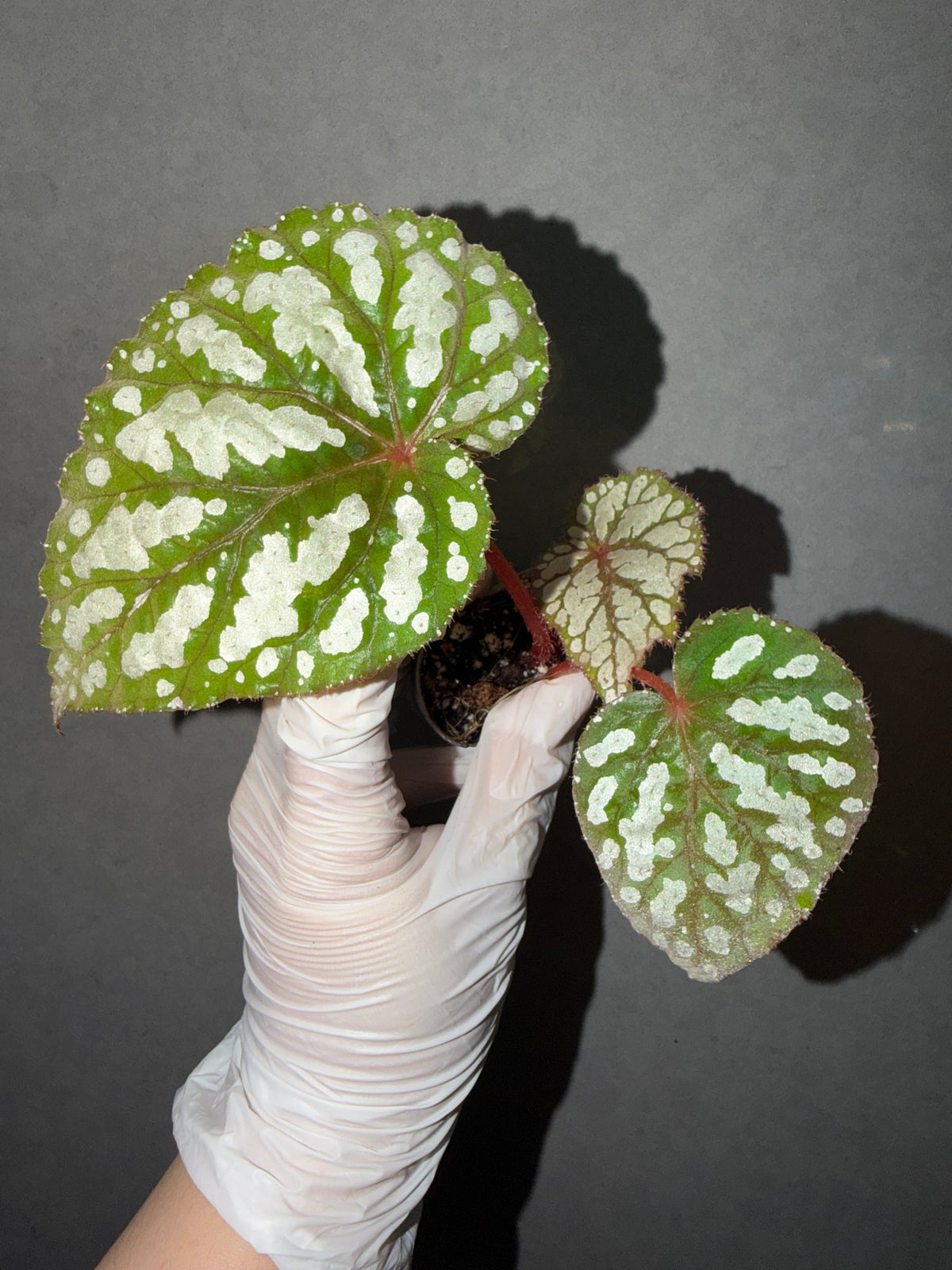 👸Begonia ‘Elizabeth Lahn’