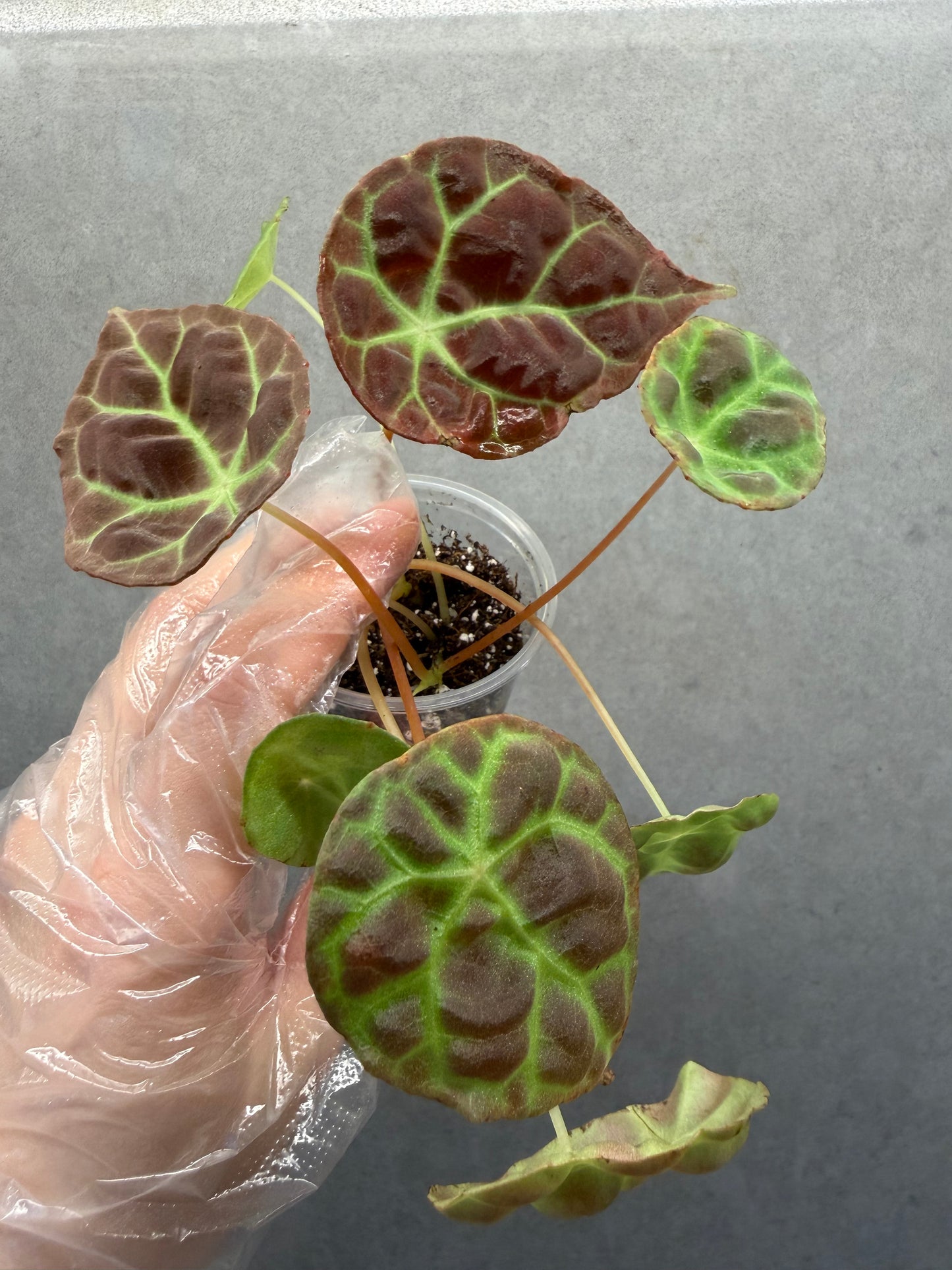🌿Begonia goegoensis