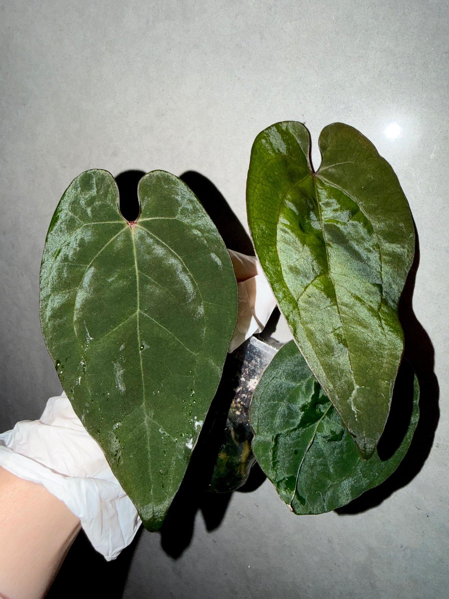 🌿Anthurium Tezula  'Ace of Spades'