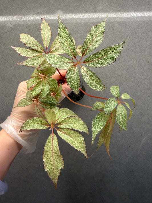 Begonia ‘Frost Star’ ✨