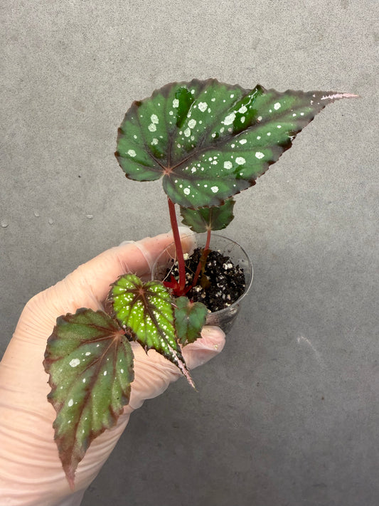 🌿Begonia ’African Jungle‘