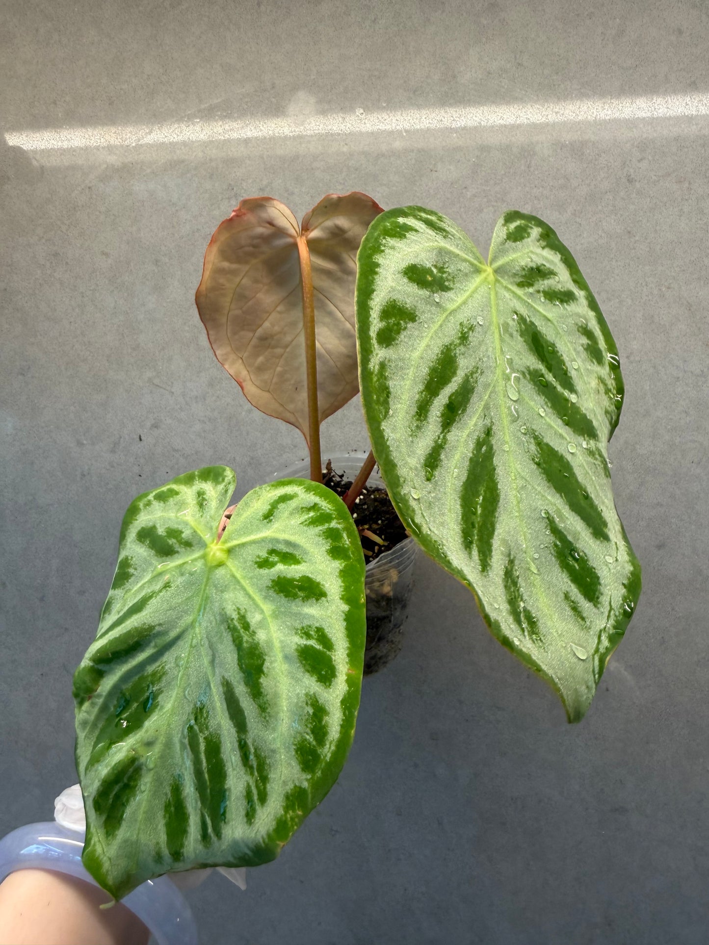 Anthurium Silver Blush