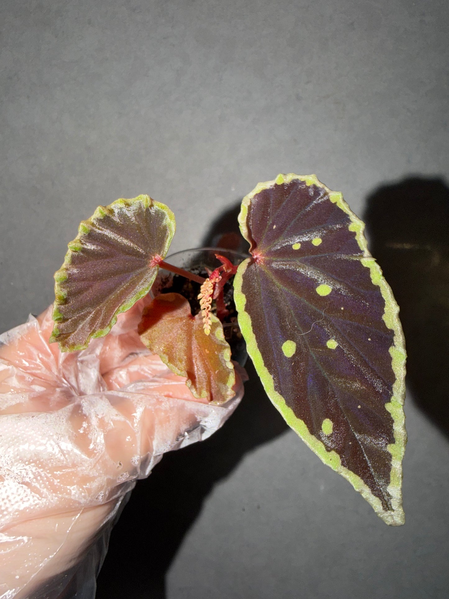 🥷Begonia Darthvaderiana（Green Spot）