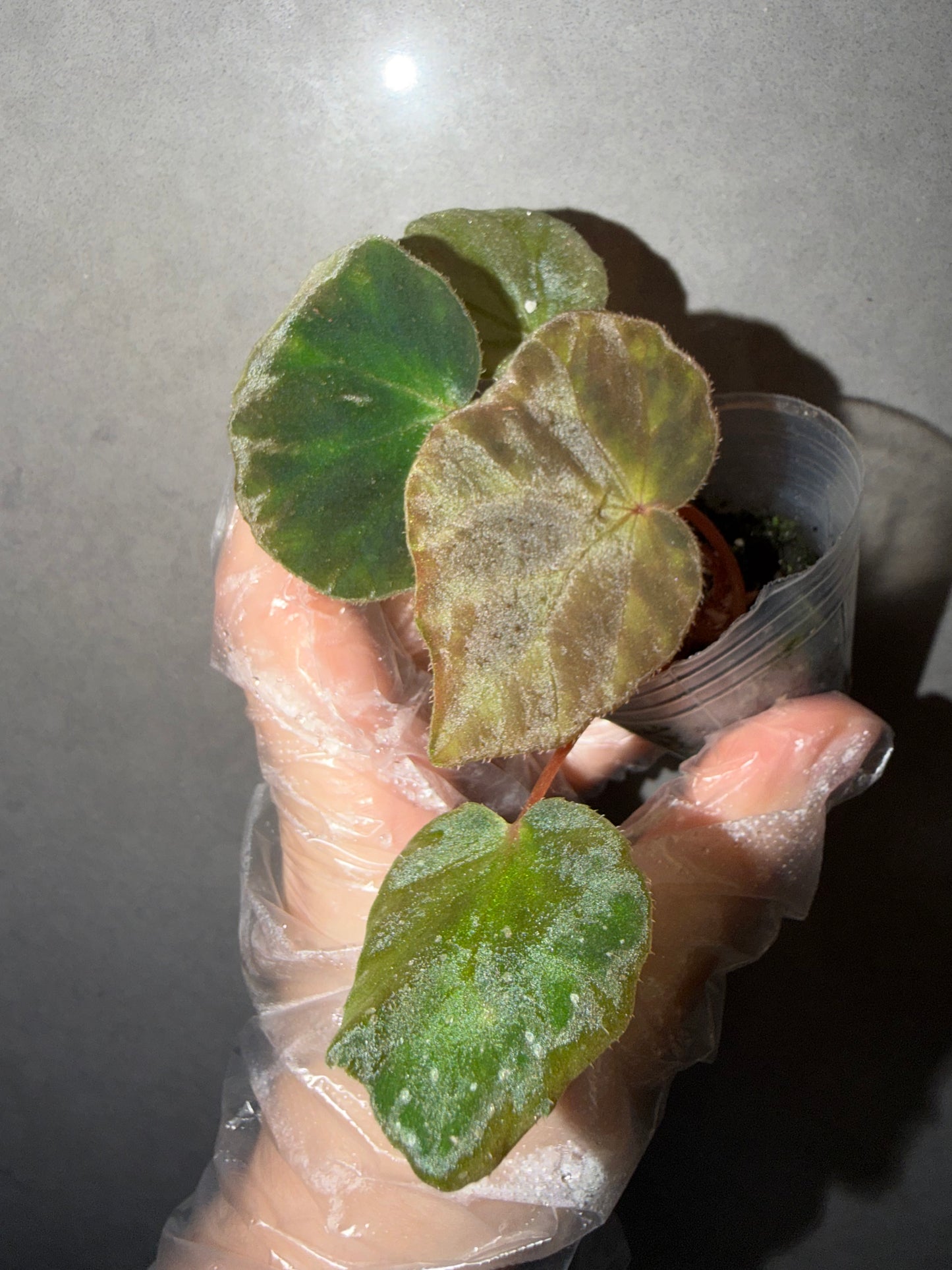 🌿Begonia luzhaiensis