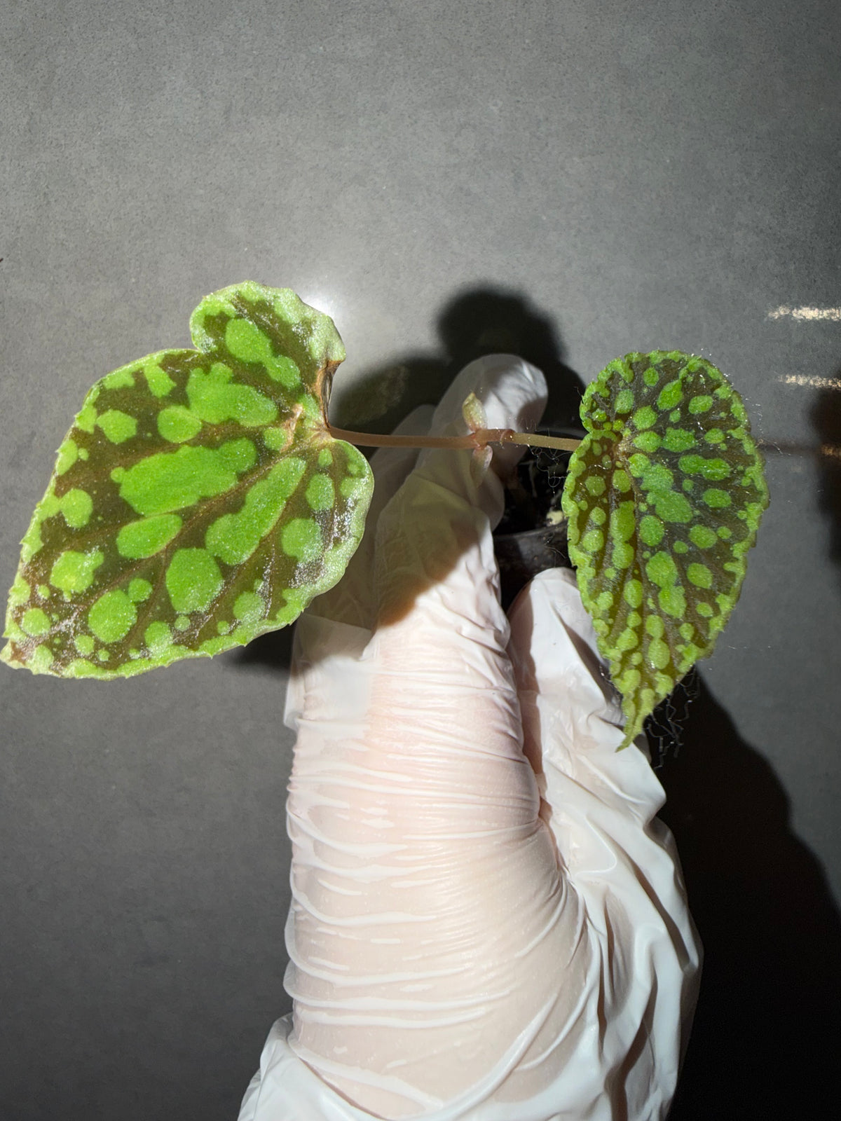 🟢 Begonia chlorosticta