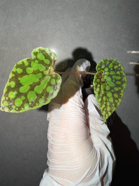 🟢 Begonia chlorosticta
