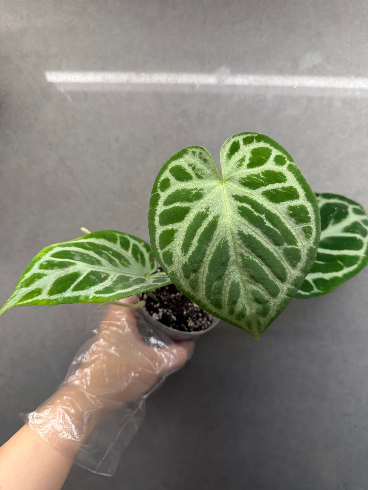 🌿 Anthurium Dorayaki