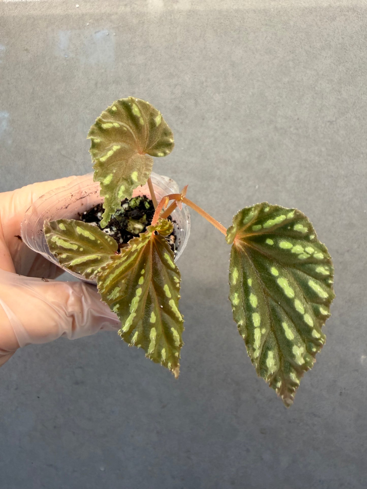 🌱 Begonia atricha