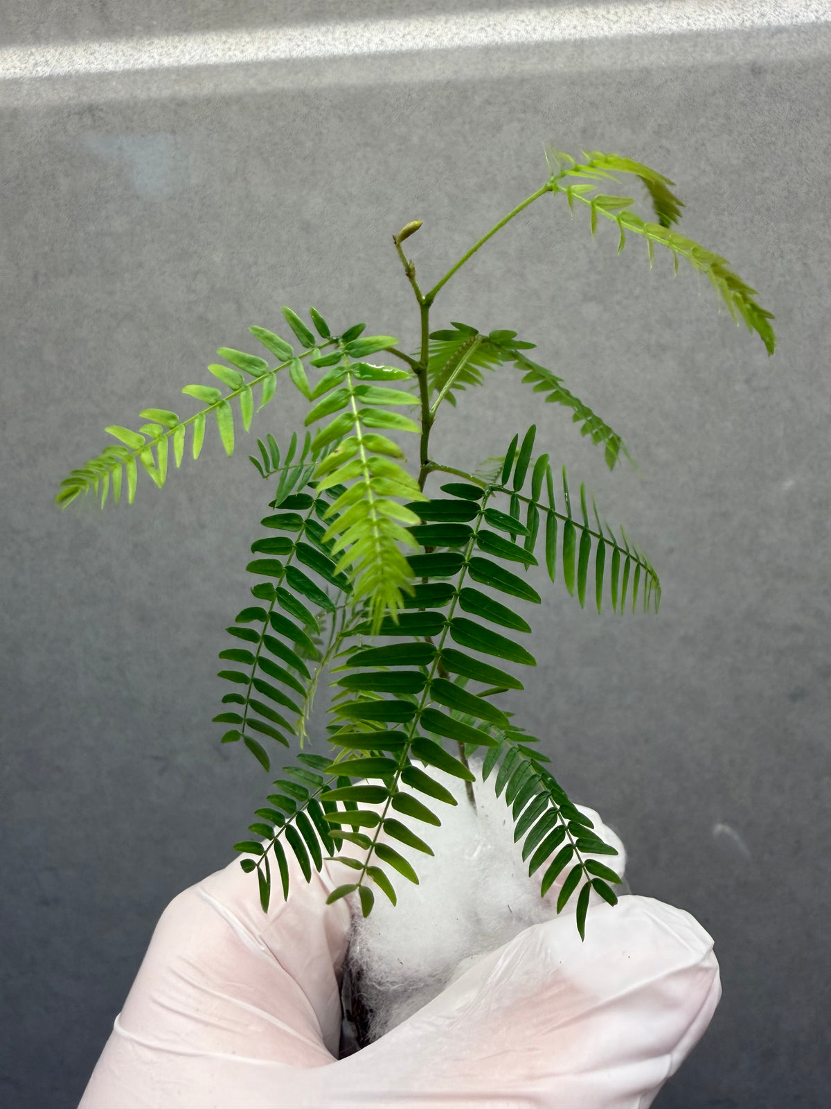 🌿 Cojoba arborea