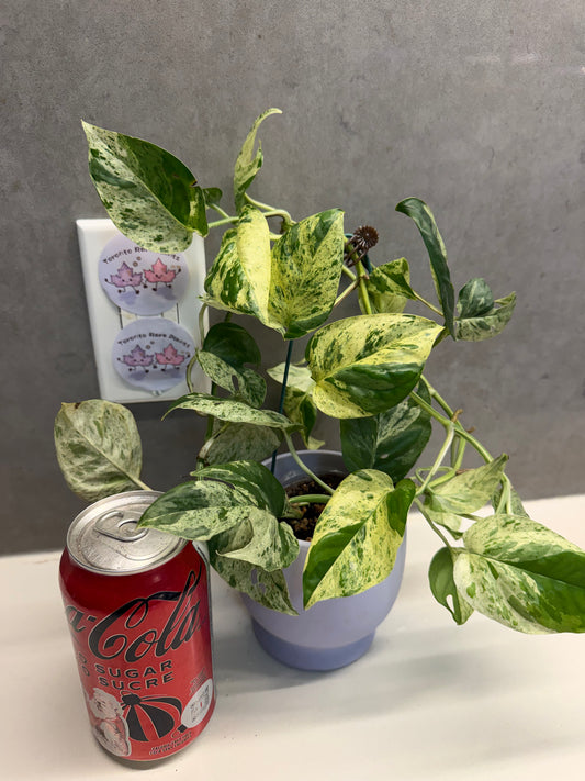 🌿Epipremnum pinnatum 'Marble'