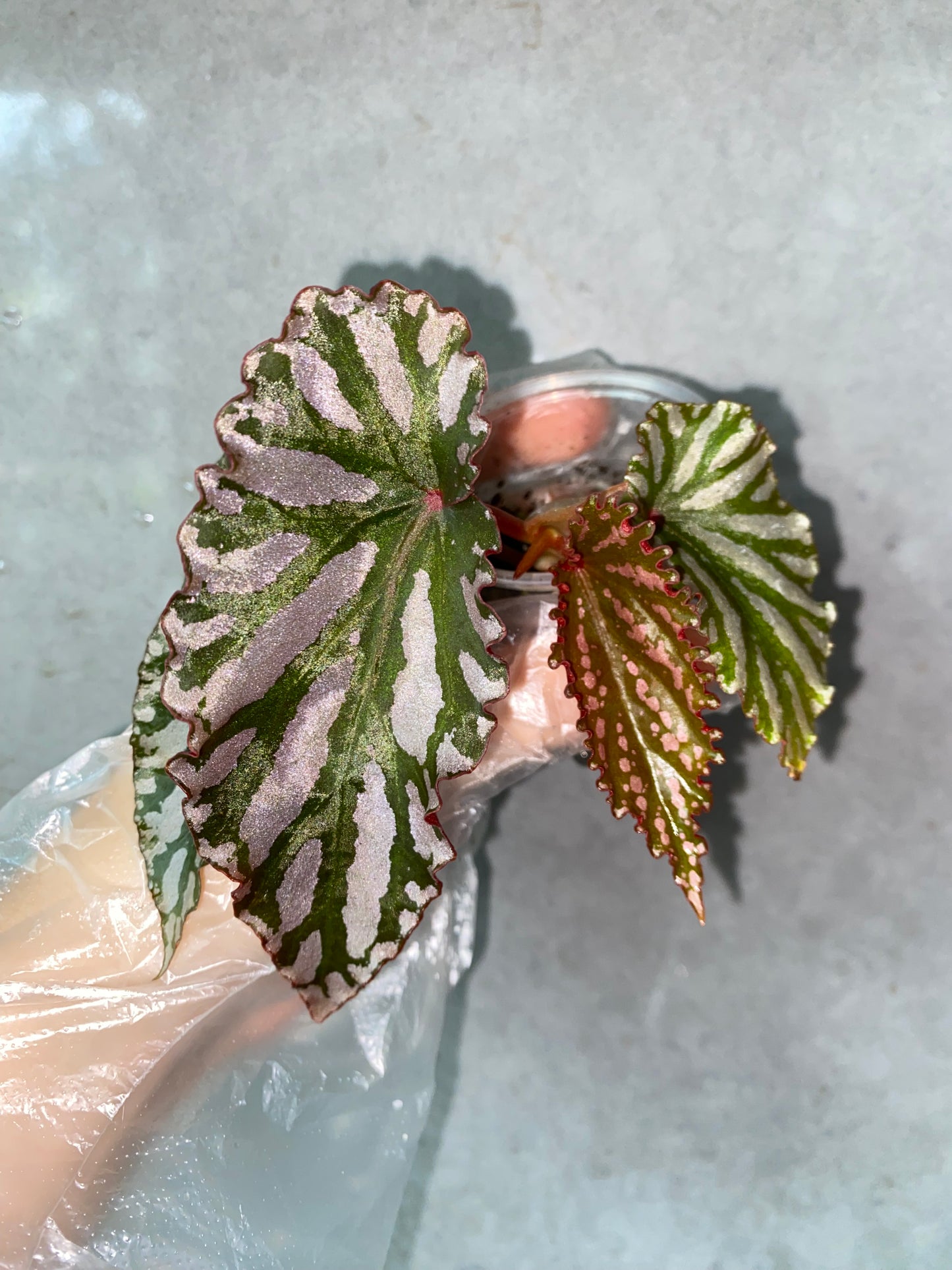 🌿 Begonia 'Down Home'