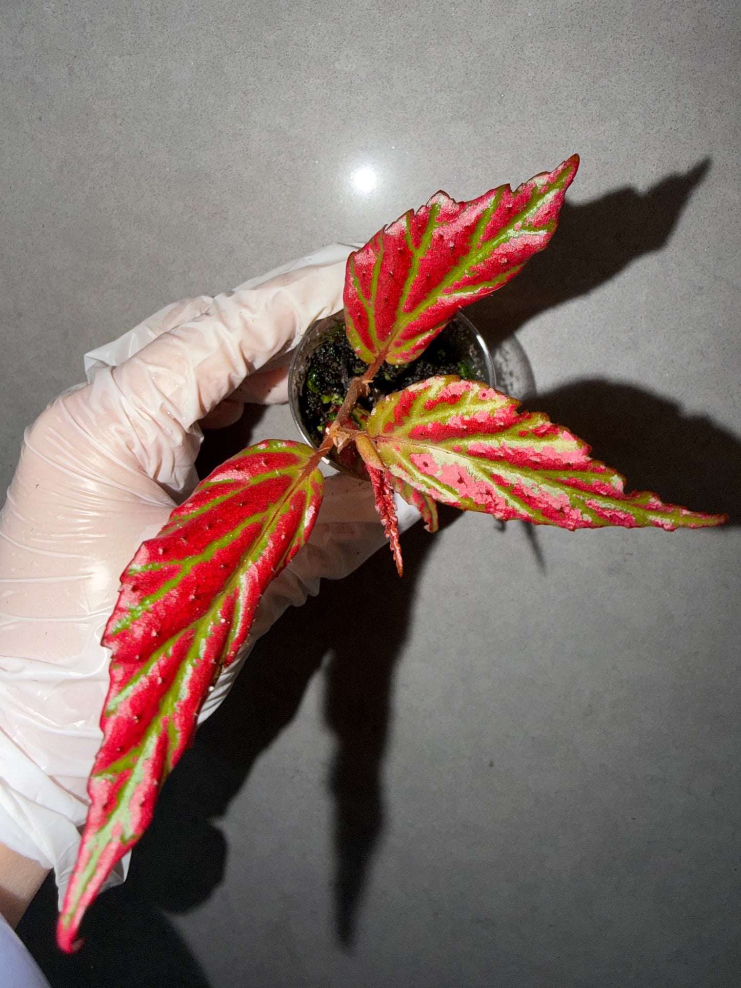🌿Begonia sp. “Sabah Pink”