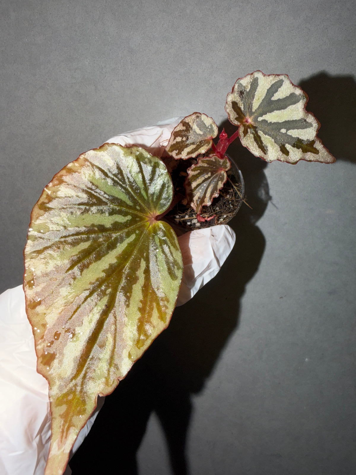🌿Begonia sp. Irian Jaya （U682）