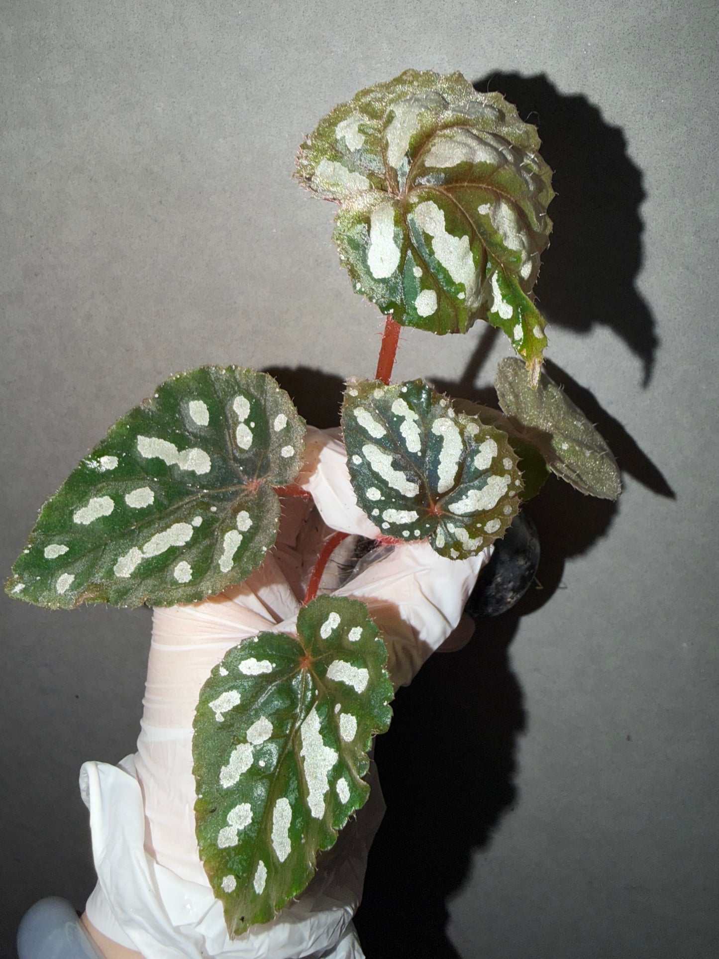 👸Begonia ‘Elizabeth Lahn’